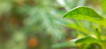 Green leaf blur background with bokeh, nature abstract background.の写真素材