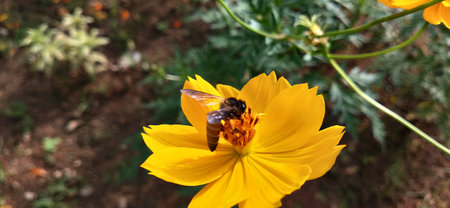 Bee on a yellow flower in the garden. Selective focus.