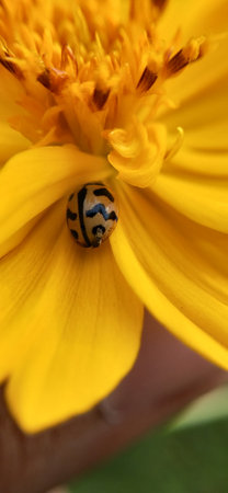 A ladybug on a yellow flower. Close-up. Macro