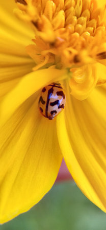 Ladybug on a yellow flower in the garden. Macro photography.の写真素材