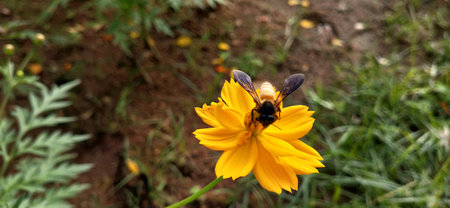 Bee on a yellow flower in the garden. Selective focus.の写真素材