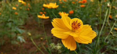Yellow cosmos flower blooming in the garden with soft focus background.