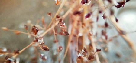 A close up of a branch covered with ice in the winter.