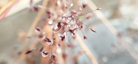 Water drops on grass flower in the garden, soft focus background.