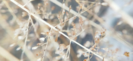 dry grass in the field, close-up, soft focus, background