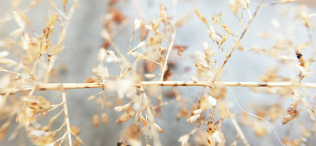 dry grass in the garden - shallow depth of field with selective focusの写真素材