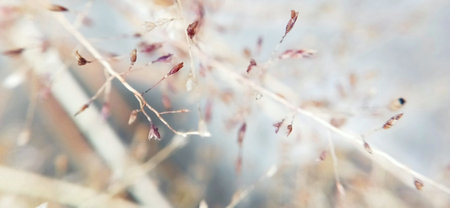 Close up of dry grass on blurred background. Shallow depth of field.