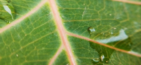 Water droplets on green leaf macro closeup. Natural background.の写真素材