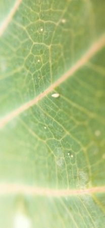 green leaf macro close up abstract texture background, nature green leaf background