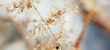 close up of dry grass in the garden with bokeh effect