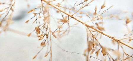 Dry grass on a white background. Selective focus. Nature.