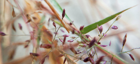 Close up of wild grass flower in the field with blurred background.
