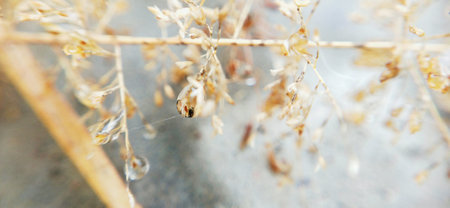Dried grass with dew drops close-up. Natural background