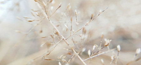 Dry grass in the sunlight. Shallow depth of field.