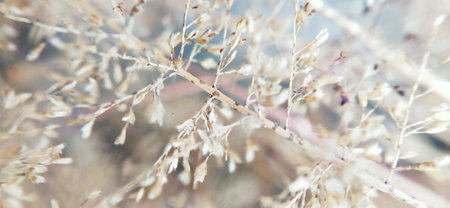 Close up of dry grass in winter season. Selective focus.