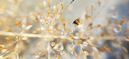 Frozen dry grass in the winter. Macro. Selective focusの写真素材