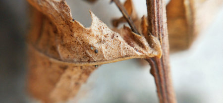 Dry leaves on a tree branch, close-up, macroの写真素材