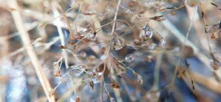 Close up of dry grass with dew drops. Macro shot.の写真素材