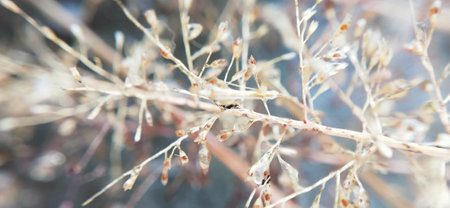 Close up of dry grass in winter. Selective focus, shallow depth of field.の写真素材