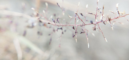 close up of dry grass on blurred background, shallow depth of fieldの写真素材