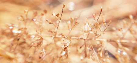 dry grass in the morning light, shallow depth of field, macroの写真素材