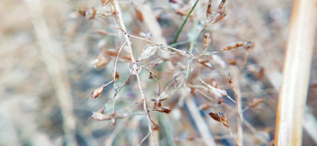 Macro view of grass seeds in the field, shallow depth of fieldの写真素材