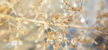 dry grass in the sunlight close-up, shallow depth of fieldの写真素材