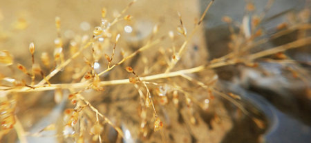 Close up of dried grass in a puddle. Selective focus.の写真素材