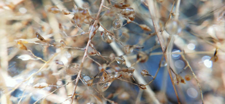dry grass in the sun, macro photo, shallow depth of fieldの写真素材
