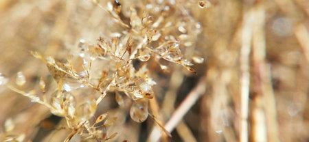 Close up of dry grass with water droplets. Macro shot.の写真素材