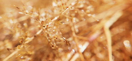 Macro photo of dry grass in the field. Selective focus.の写真素材