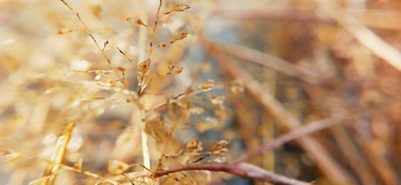Dry grass in autumn. Selective focus. Shallow depth of field