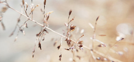 Dry grass in the sun. Selective focus. nature.