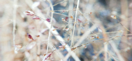 close up of dry grass in the field, shallow depth of field
