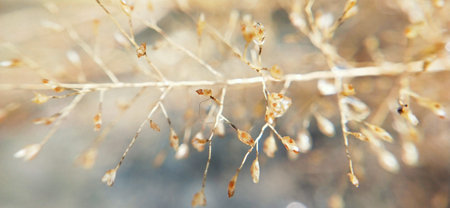 Close up of dry grass on blurred background. Selective focus.