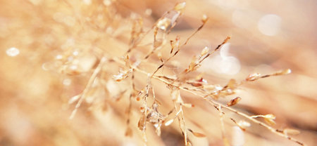Close up of dry grass, shallow depth of field, selective focus