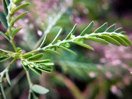 Green leaves of a bush in the garden. Shallow depth of field.