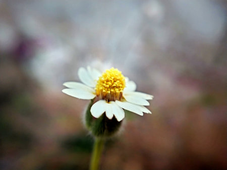 White daisy flower in the garden. Macro. Selective focus.
