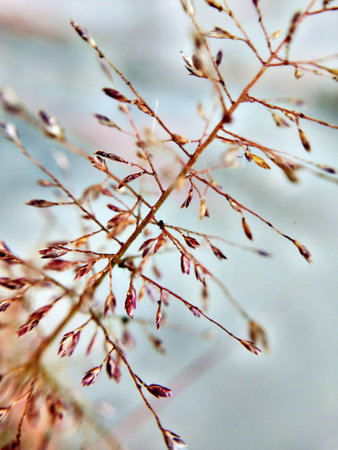 dry grass close up in autumn with blur background and bokeh