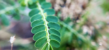 Close up of green tamarind leaves on blurred nature background.