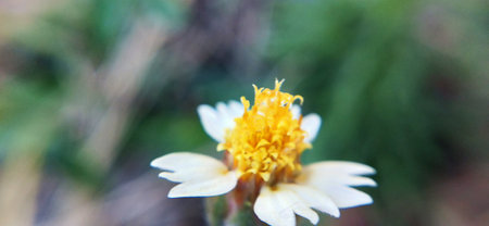 Macro image of a white flower with yellow petals on blurred background
