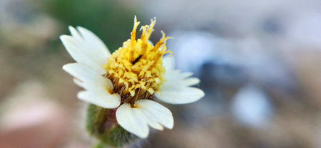 Macro shot of a white flower on a blurred background. Shallow depth of field.
