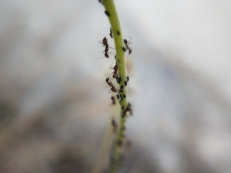 Ants and aphids on the stem of a plant. Macroの写真素材