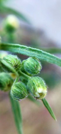 Close-up of small buds of a plant. Macro.