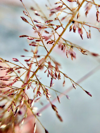 Flowering grass in the garden in autumn. Close-up.