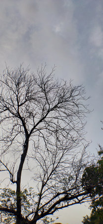 Silhouette of tree branches on sky background,Thailand.