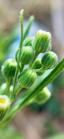 Close up of small green flower buds on a plant in the gardenの写真素材