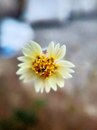 White dahlia flower on a blurred background. Selective focus.