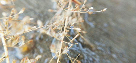 Close-up of dry grass on the bank of the river.の写真素材