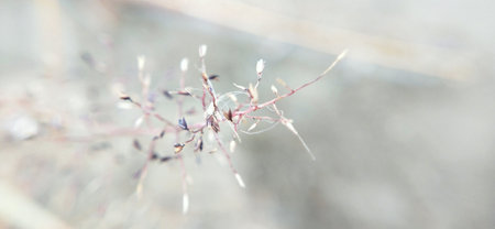 Close-up of dry grass in the winter. Selective focus.の写真素材